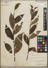 Foto von Salix pentandra L.